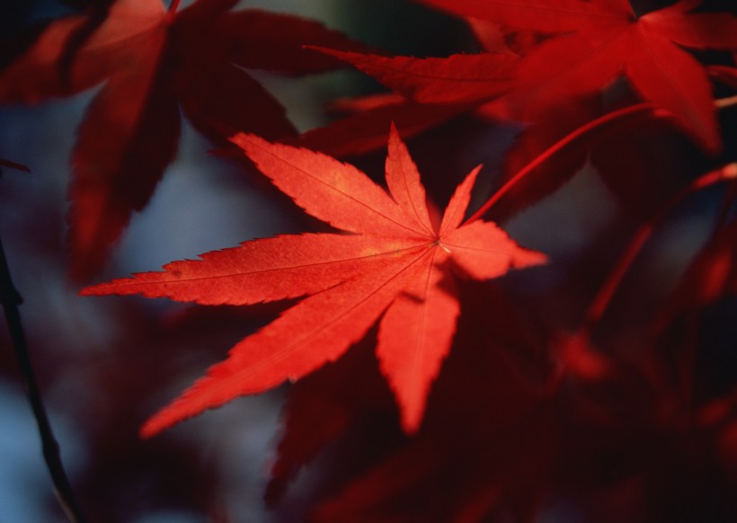 秋日的红叶图片(12张)
