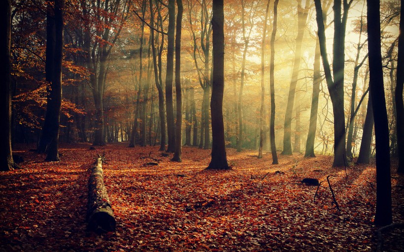 秋天的森林图片(11张)