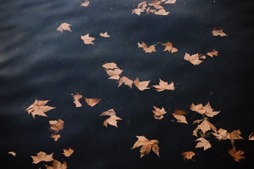 秋天的落叶图片(15张)