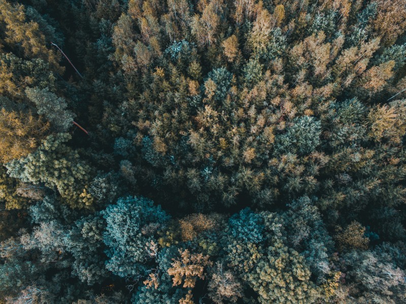 秋天的森林图片(16张)