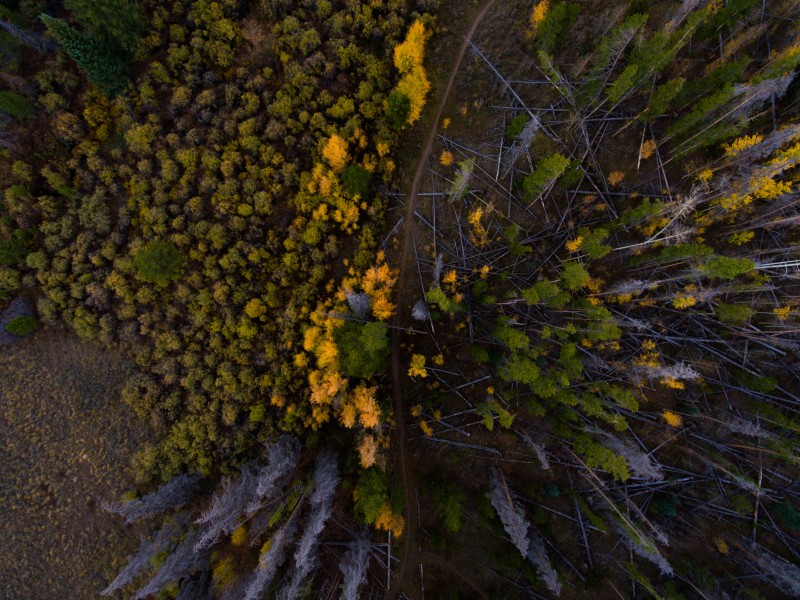 秋天的森林图片(16张)