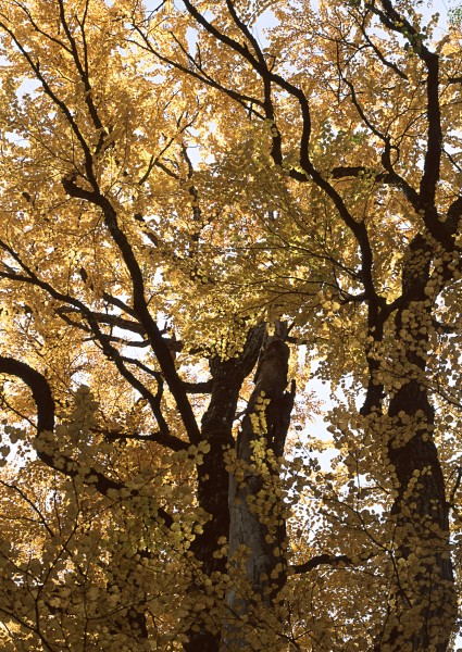 秋天的森林图片(21张)