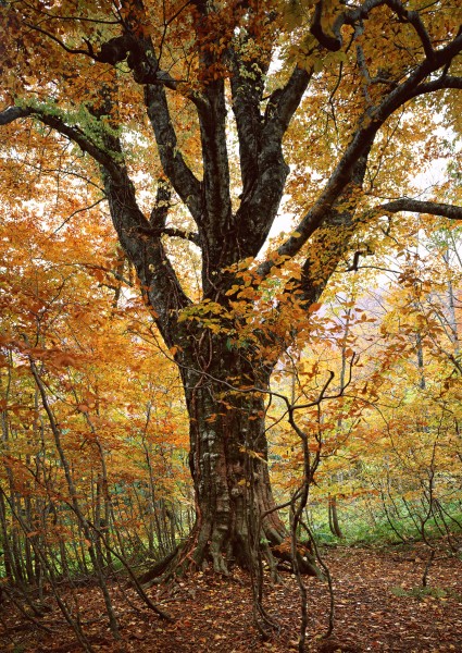秋天的森林图片(21张)