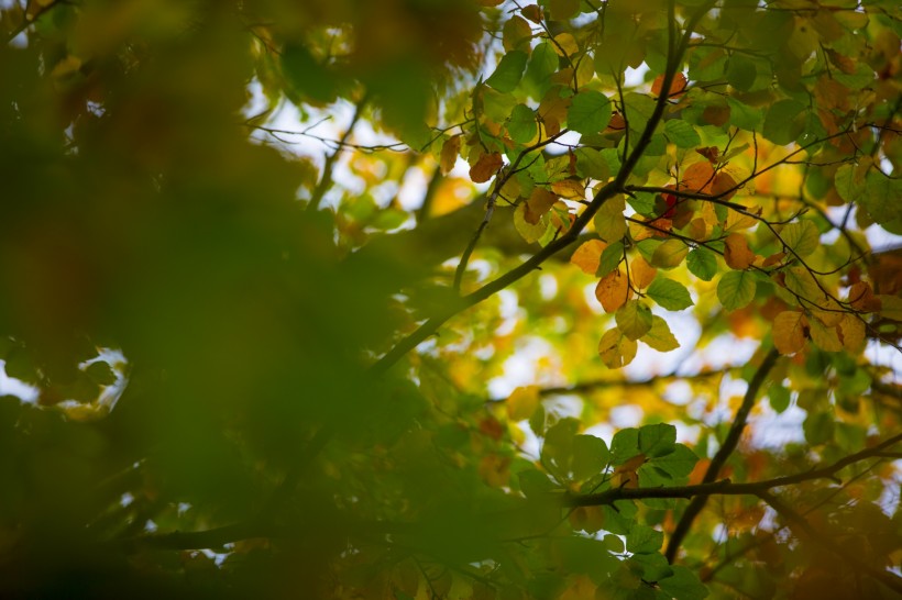 秋叶风景图片 (12张)