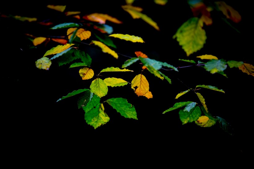 秋叶风景图片 (12张)