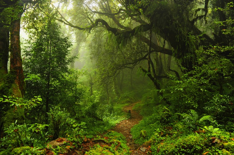 热带雨林风景图片(17张)