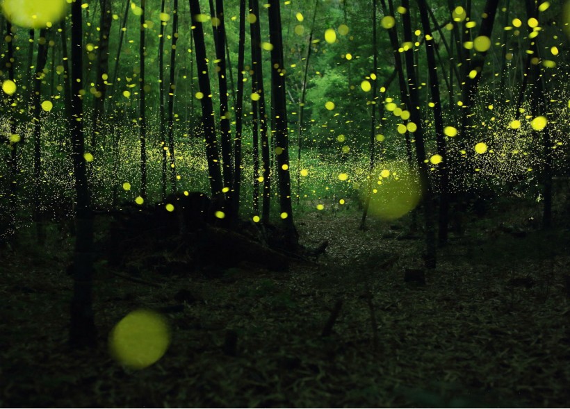 盛夏森林里的光圈图片(7张)