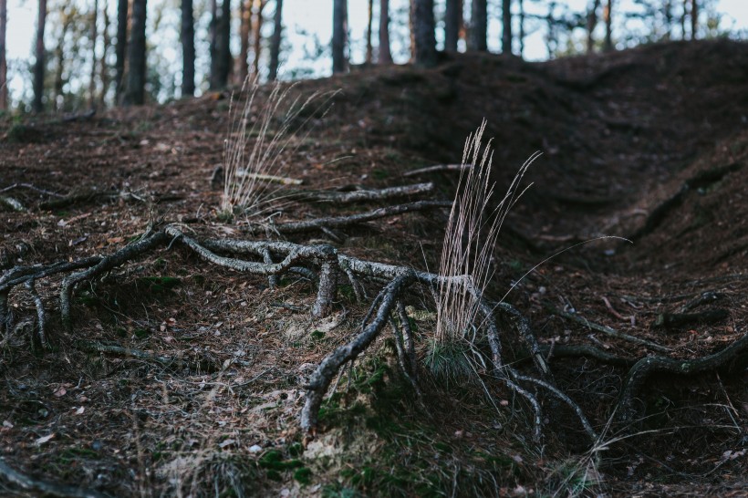 森林里的树枝和树根图片(11张)