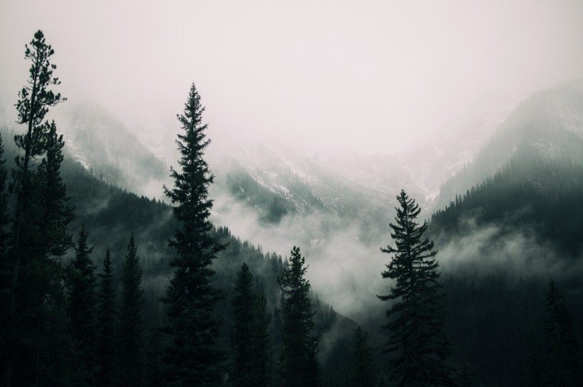 森林上空的雾图片(13张)