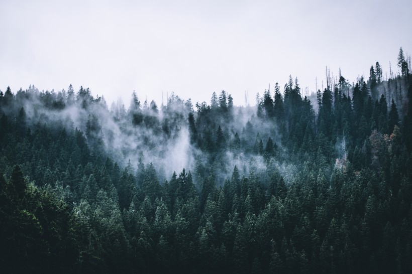 森林上空的雾图片(13张)