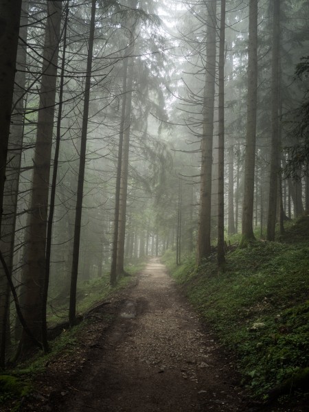 森林里幽静的小路图片(13张)