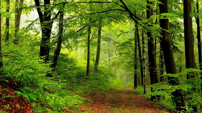 森林自然景色图片(11张)