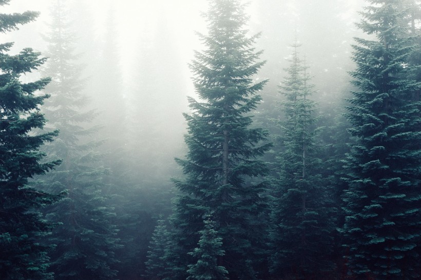 多雾的山和茂盛的森林图片(11张)