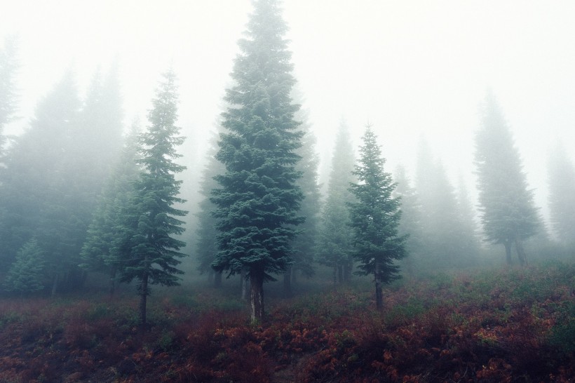 多雾的山和茂盛的森林图片(11张)