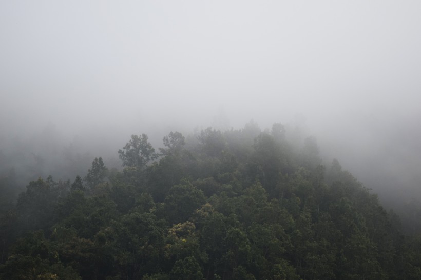 多雾的山和茂盛的森林图片(11张)