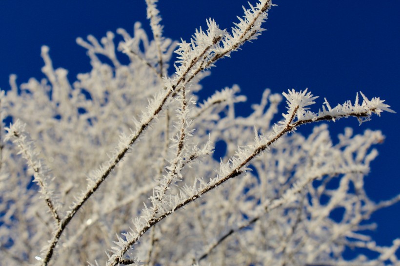 上了霜的树叶图片(12张)
