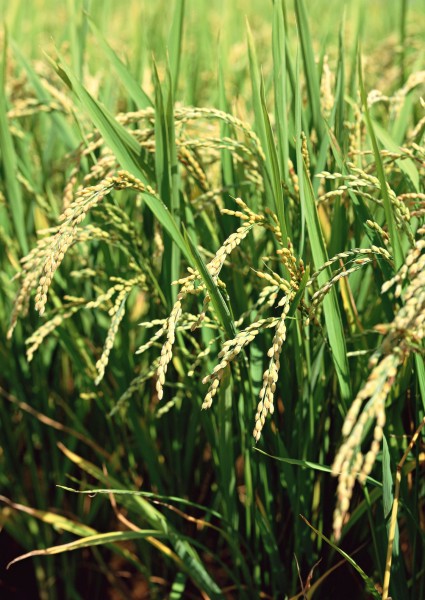 水稻稻田图片(38张)
