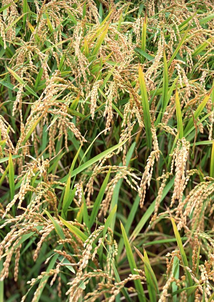 水稻图片(11张)
