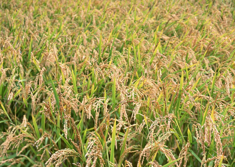 水稻稻田图片(38张)