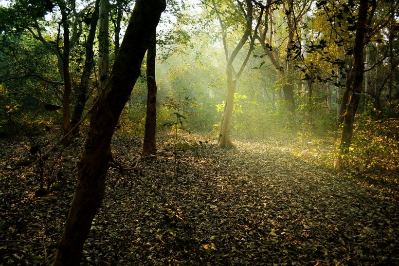 幽静的树林风景图片(9张)