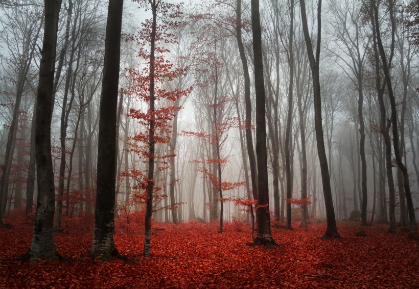 树林迷雾景色图片(12张)