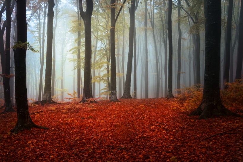 树林迷雾景色图片(12张)