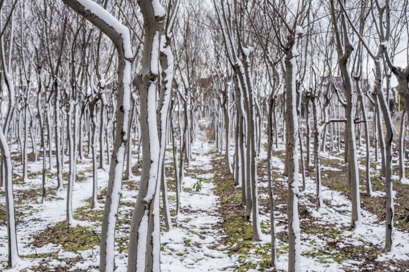 树林里的雪景图片(9张)