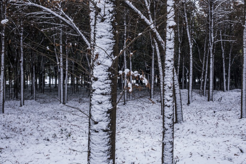 树林里的雪景图片(9张)