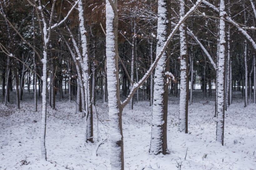 树林里的雪景图片(9张)