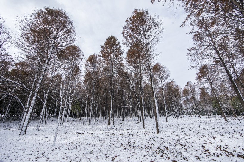 树林里的雪景图片(9张)