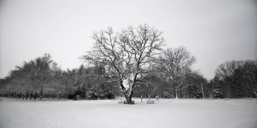 树上的积雪图片(10张)