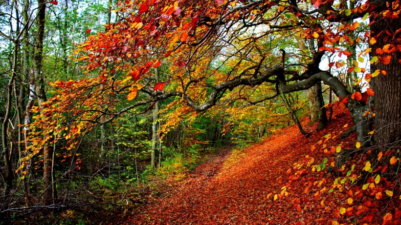 唯美的秋冬景色图片(11张)