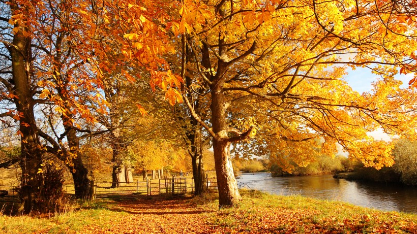 唯美的秋叶风景图片(10张)