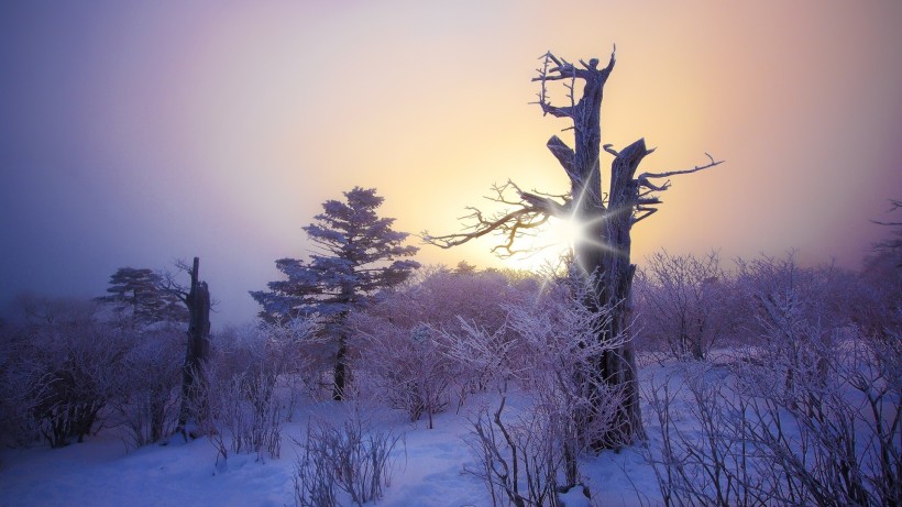 唯美的雪景图片(12张)