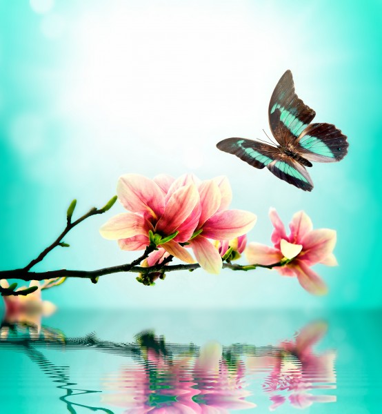 唯美花朵与蝴蝶图片(15张)