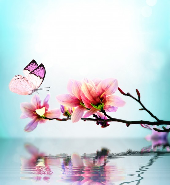 唯美花朵与蝴蝶图片(15张)