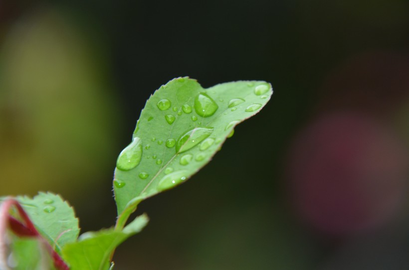 唯美清新的水珠图片(8张)