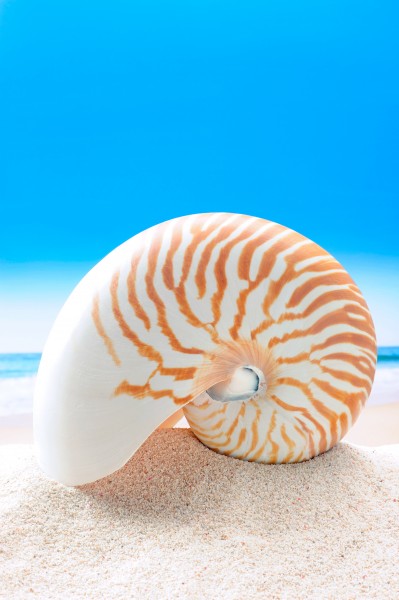 唯美沙滩贝壳图片(17张)