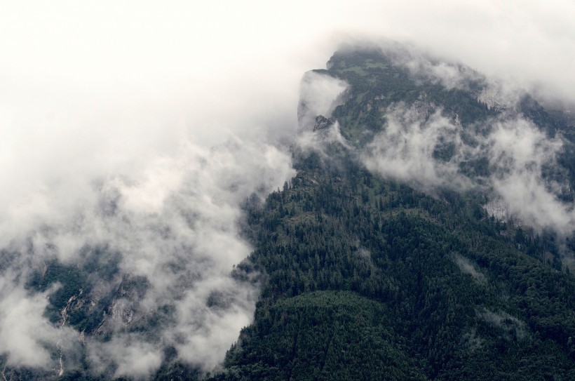 雾气缭绕的森林图片(10张)
