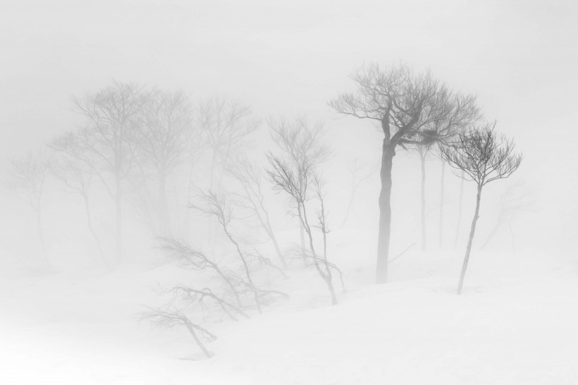 雾天的森林图片(14张)
