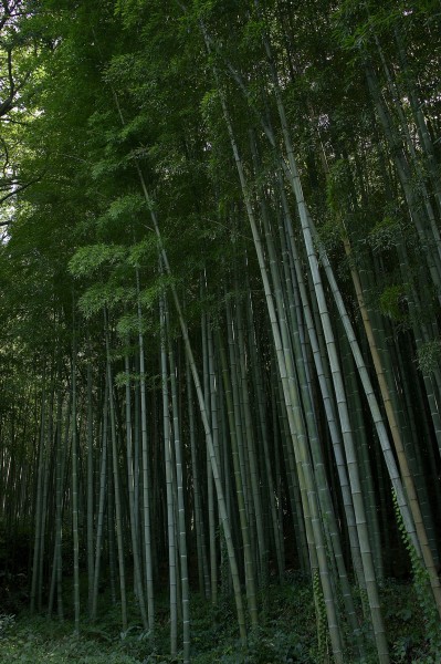 夏季景色图片(19张)