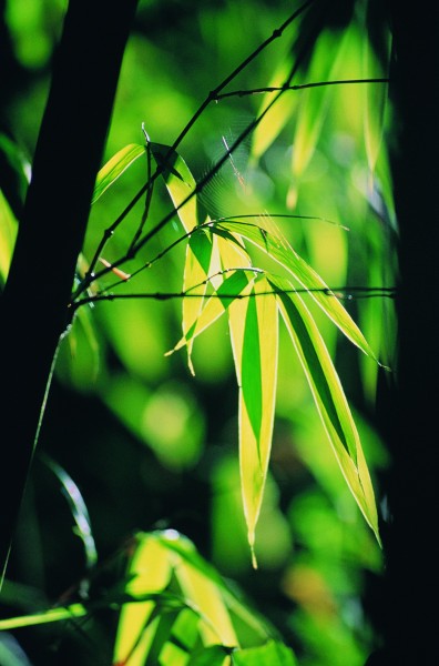 夏季景色图片(19张)