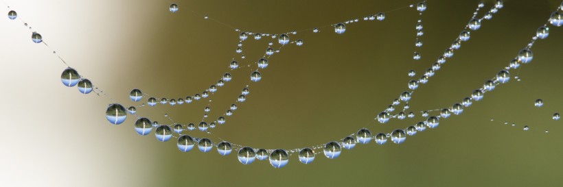 晶莹项链般的水珠图片(15张)