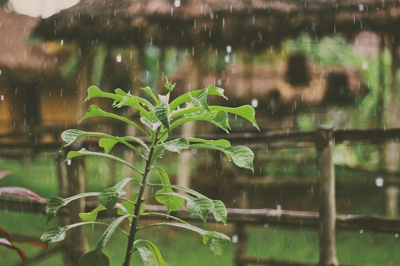 下雨天的雨滴图片(12张)