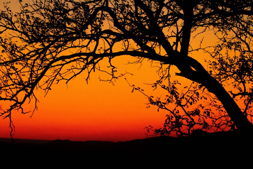 夕阳映照下的一棵树图片(10张)