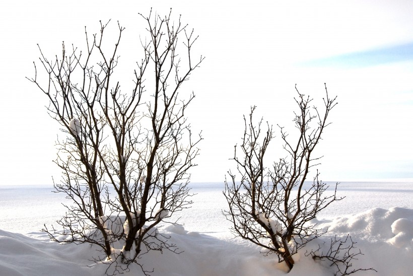 雪地里的树图片(10张)