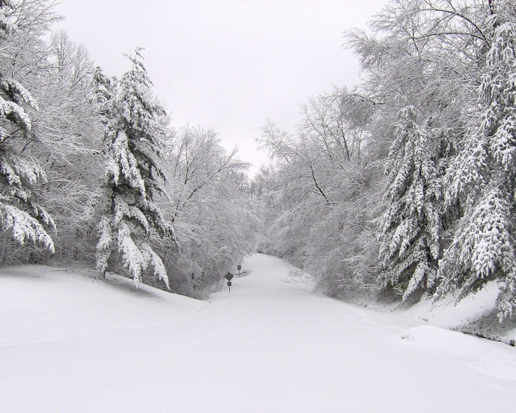 雪后的林间道路图片(15张)