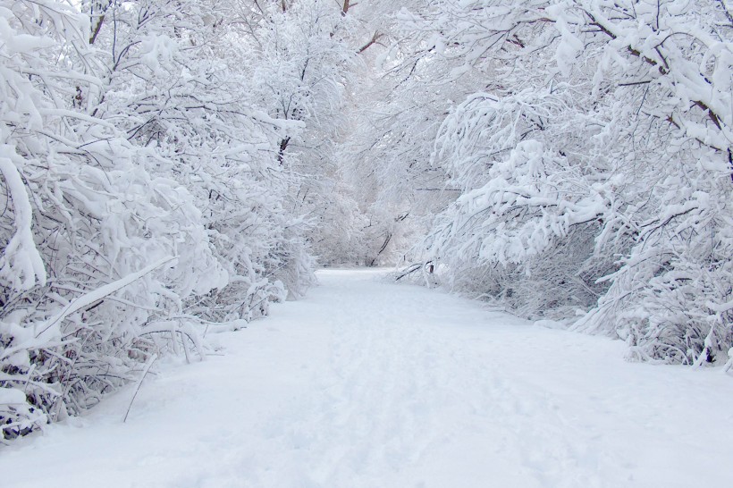 雪后的林间道路图片(15张)