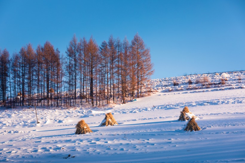 寒冷冬季雪景图片(13张)