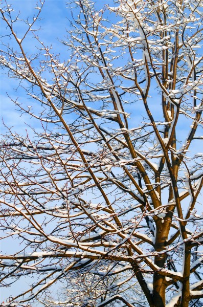 雪中的枝桠图片(15张)